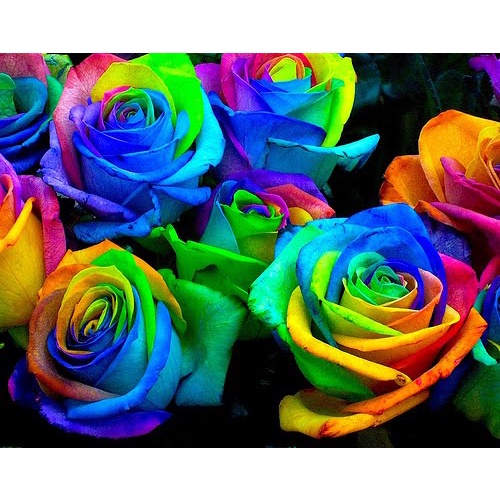 Biji Bibit Bunga Mawar Pelangi