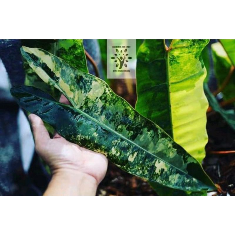 Bibit Bonggol Philodendron Billietiae Varigata kabel busi variegata philo