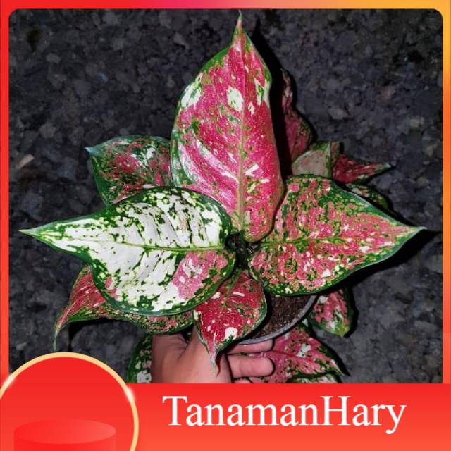 Aglonema Dud Tri Color - AGLAONEMA TREE COLOUR