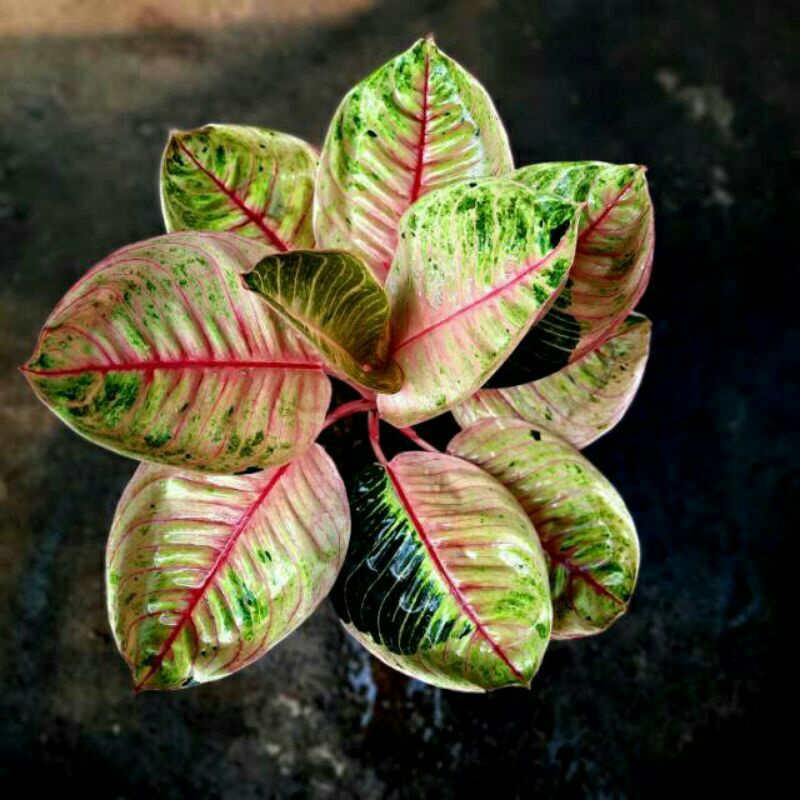 tanaman hias aglonema moonlight-Aglonema Moonlight Indukan PROMO-PROMO Aglonema Moonlight Indukan