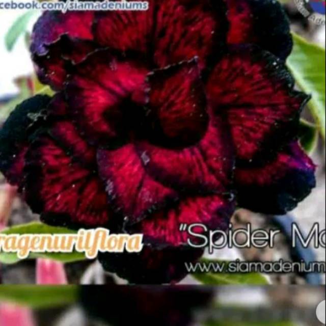 

Promo!! Bibit bunga adenium japan