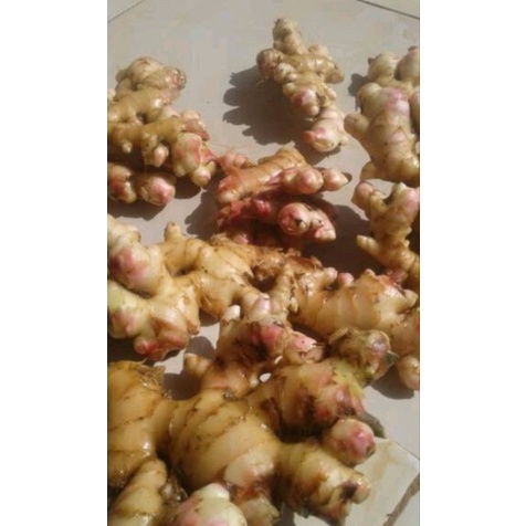 

Jual jahe murah 1kg⭐⭐⭐⭐⭐