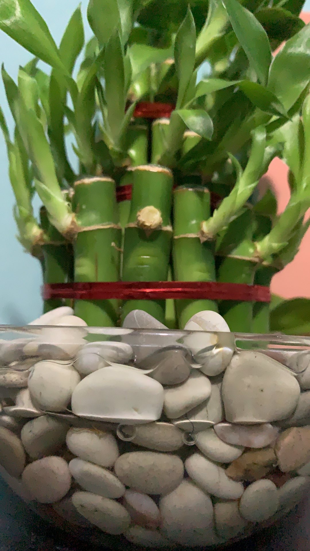 Bambu Hoki / Lucky Bamboo / Bambu Rejeki / Bambu Cina/ Bambu Mini