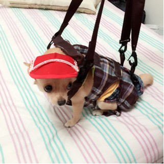 JUAL  Gendongan anjing / Baju anjing / aksesoris anjing