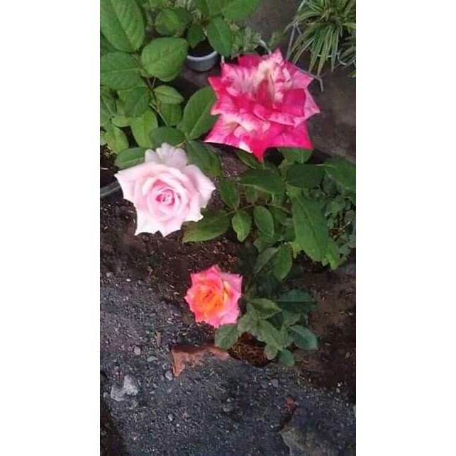 Bunga Mawar Hidup Bunga Pot Berkualitas, Bunga Mawar Unggulan