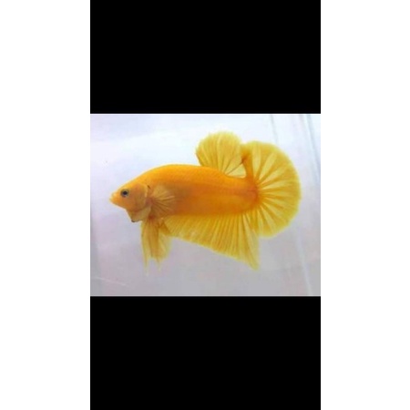 jenis:ikan cupang yellow banana