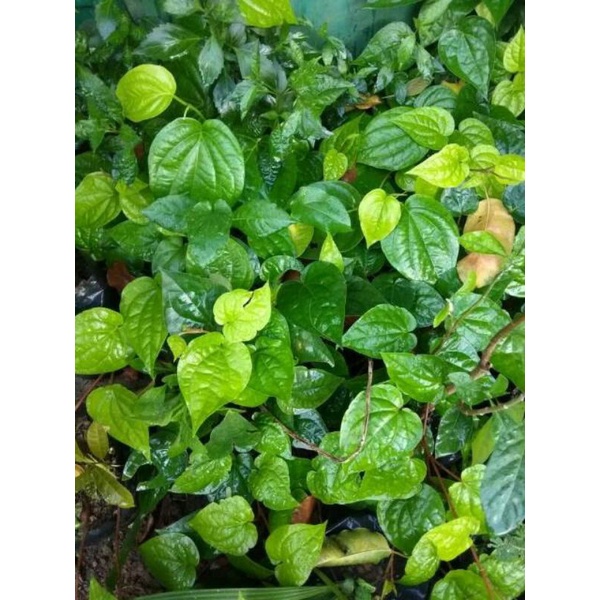 tanaman sirih sirih daun hijau tanaman herbal