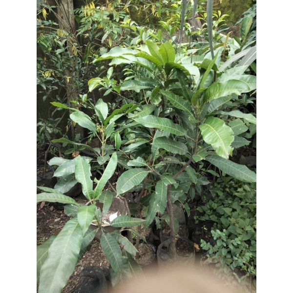 bibit mangga gadung
