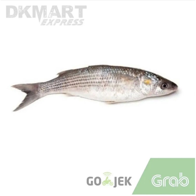 

ikan belanak segar 500 gram ikan blanak fresh 500gr