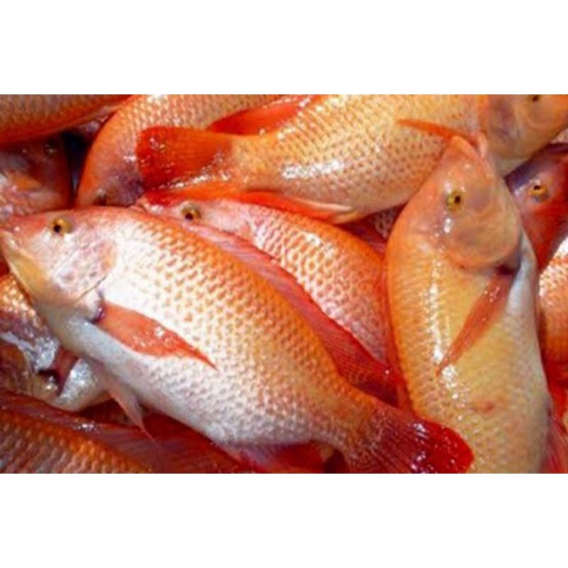 

Ikan Nila Segar