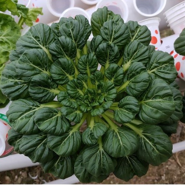 

Sawi Pagoda Hidroponim Ta ke cai | Green Garden