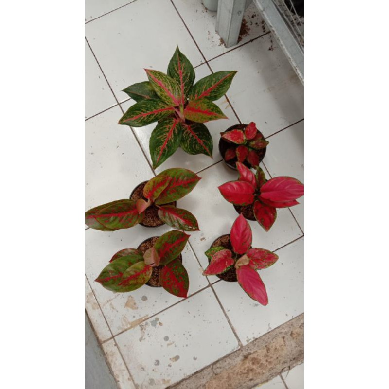 paketan aglo (3 red venus,2 red stardus,1 blackmaroon,1 red anita)