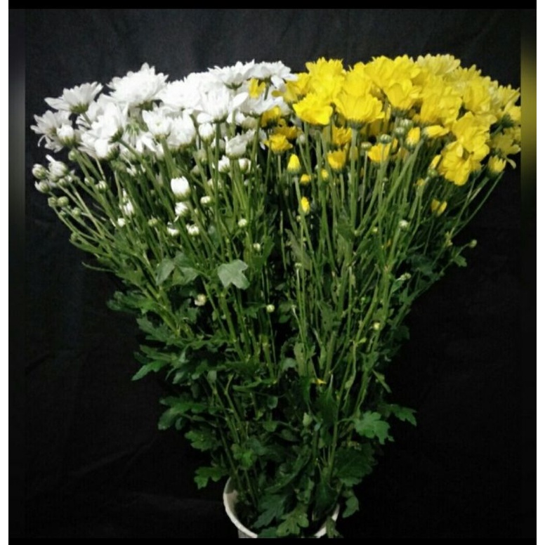 Bunga Krisan segar kota Bogor/ Bunga potong/ Bunga hias