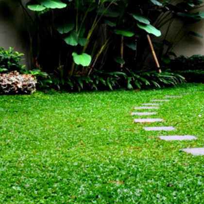 Rumput taman | Rumput Gajah mini | Benih Rumput gajah mini
