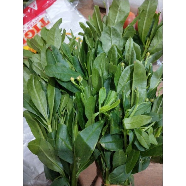 

Daun Gingseng Per Ikat