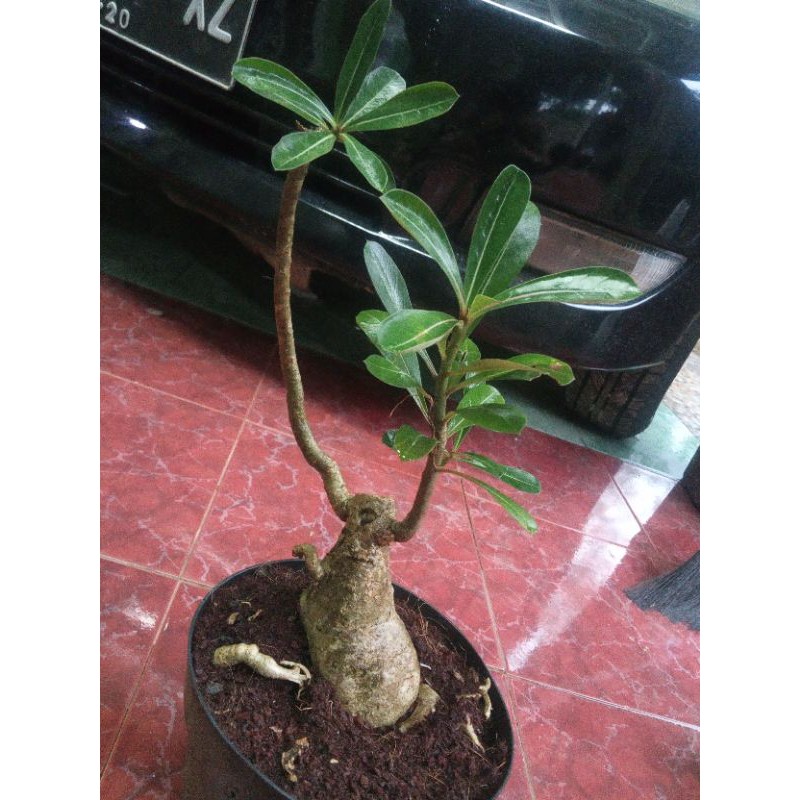 tanaman hias adenium bonggol besar//bonggol besar//tanaman hidup