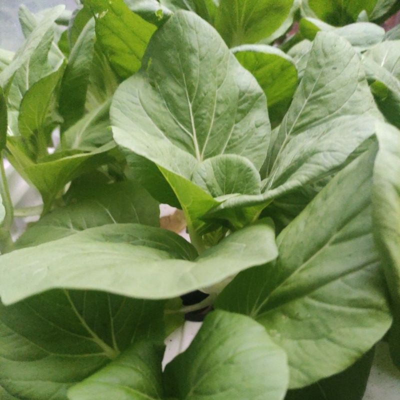 Pakcoy Hidroponik Sayur Segar 500gram