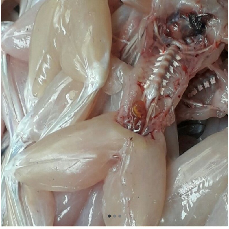 

kodok sawah fresh/1kg