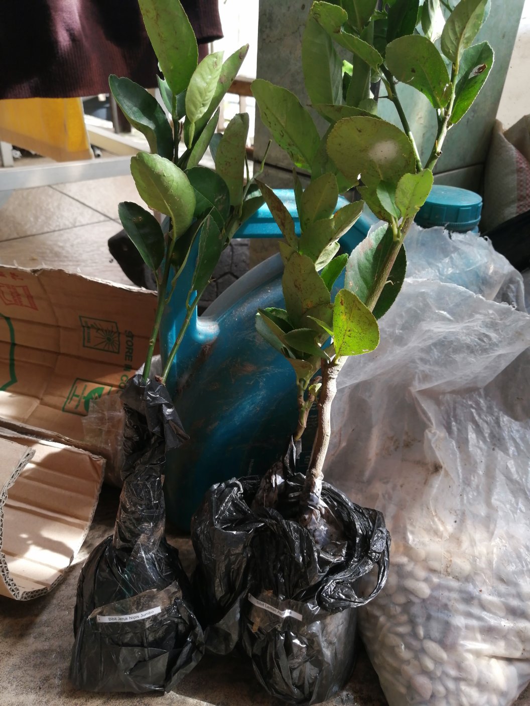 Bibit Lemon Australia