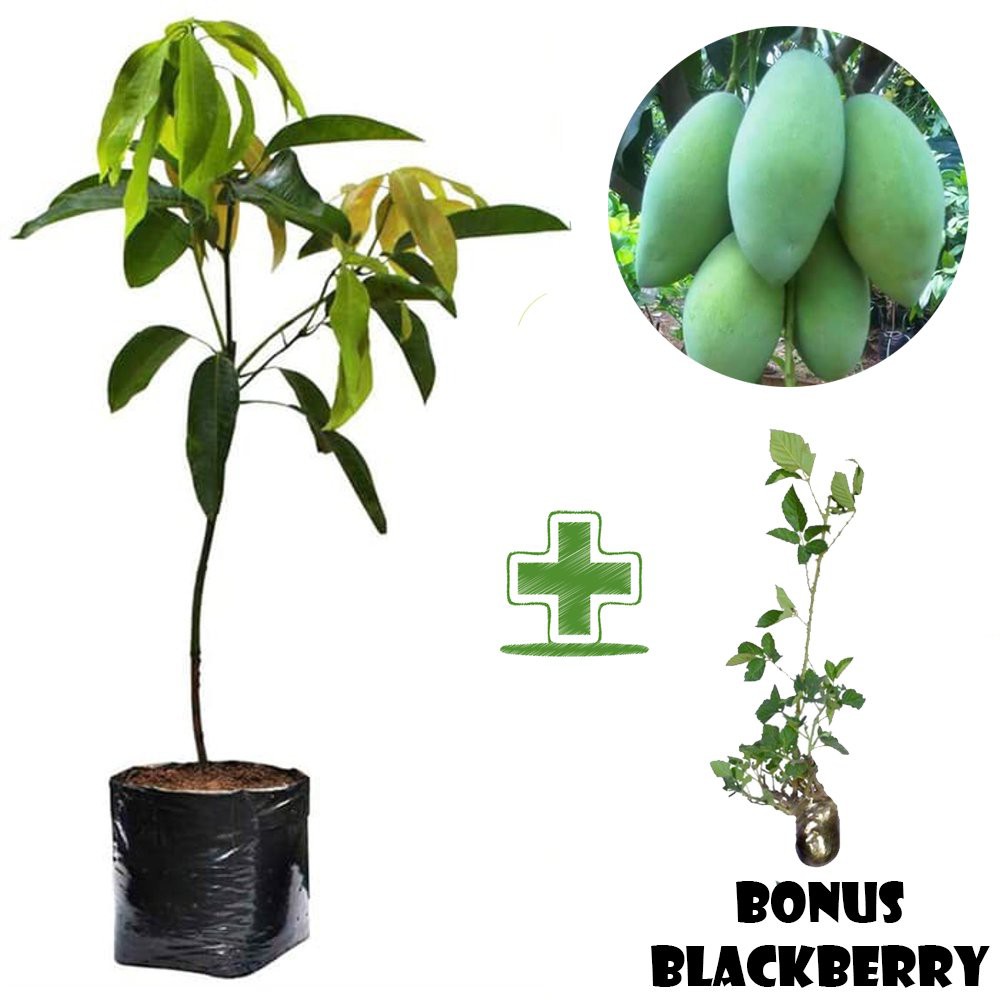 Tanaman Buah Mangga Kiojay BONUS Bibit Blackberry