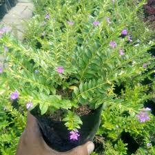 Taiwan Beauty berbunga (Cuphea Hisssopifolia ) - Tanaman Hias  - Bibit Tanaman Hias Hidup Termurah Sedunia