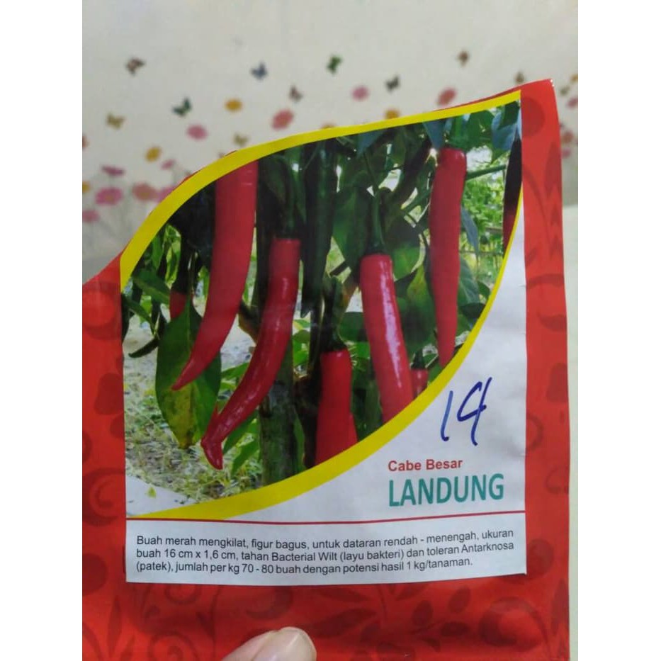 

Termurah Isi puluhan benih biji Cabai Merah Ladung Besar Lokak Terlaris