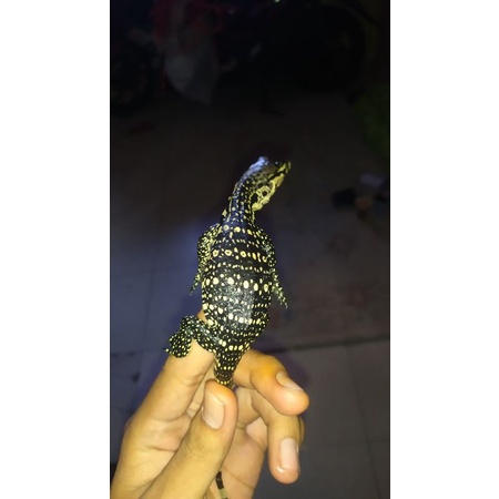 baby varanus salvator/biawak motif ajib sesuai pict