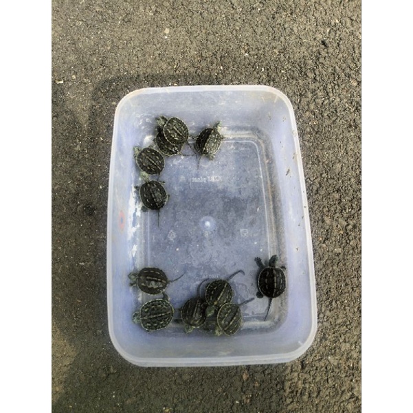 kura Ocadia Sinensis baby up