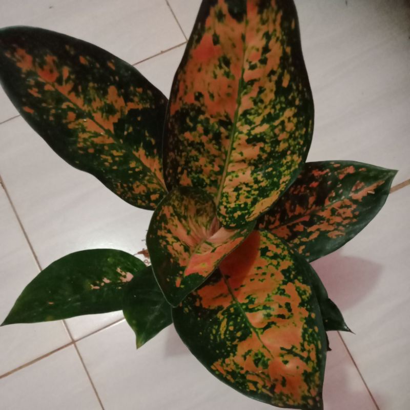 aglonema kocin kuning