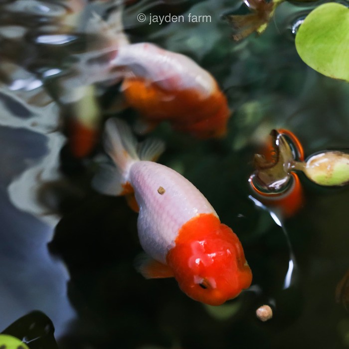 Ikan Mas Koki Ranchu | Shopee Indonesia