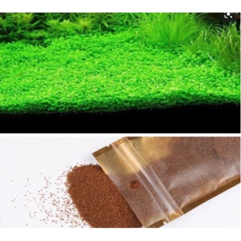 Karpet Seed / Carpet Seed / Aquarium / Benih Tanaman Aquacape