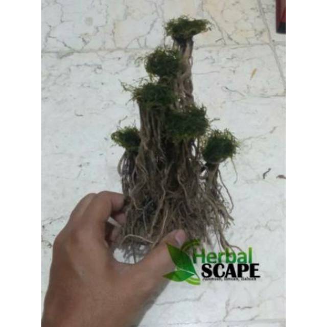 Aquascape kayu bonsai ulir