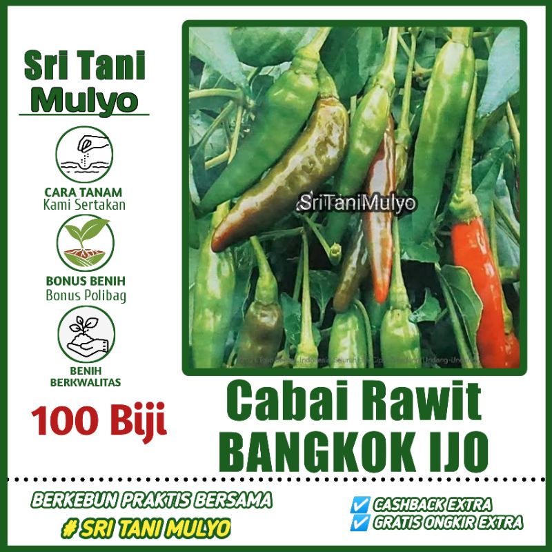 Jual Biji Benih Cabai Rawit Bangkok Ijo Bibit Cabe Hijau Bibit