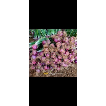 

bawang merah