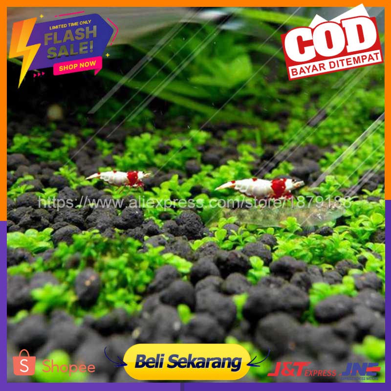 Bibit Rumput Air Dekorasi Aquarium Landscape Ornament - H0027