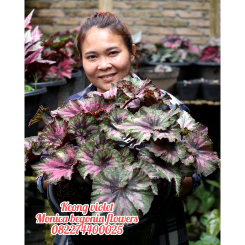 Jual begonia keong violet induk | Shopee Indonesia