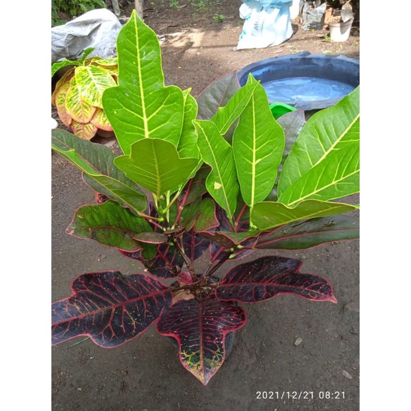 tanaman hias bunga puring koleksi langka berkualitas puring gladiator