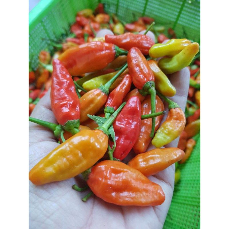 

Cabe / Cabai Rawit Merah Grade A