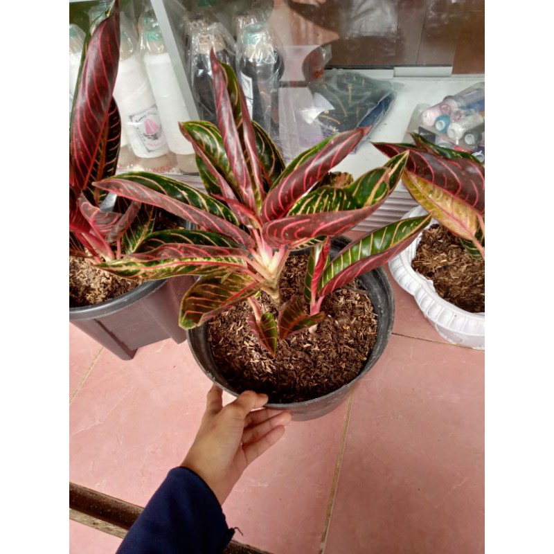 aglonema red sumatra