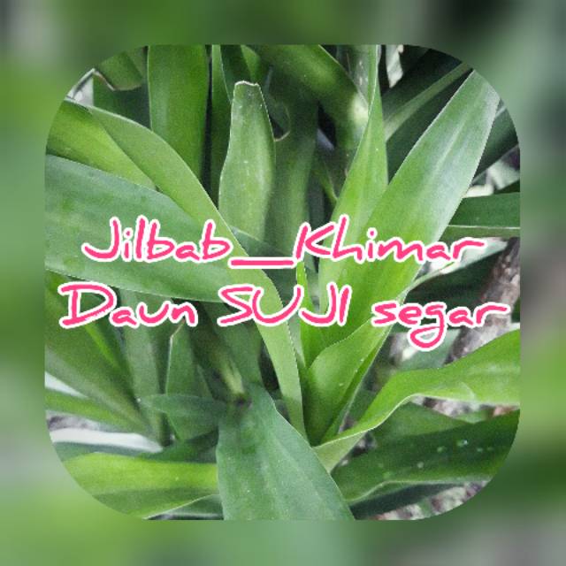 

33 DAUN SUJI SEGAR