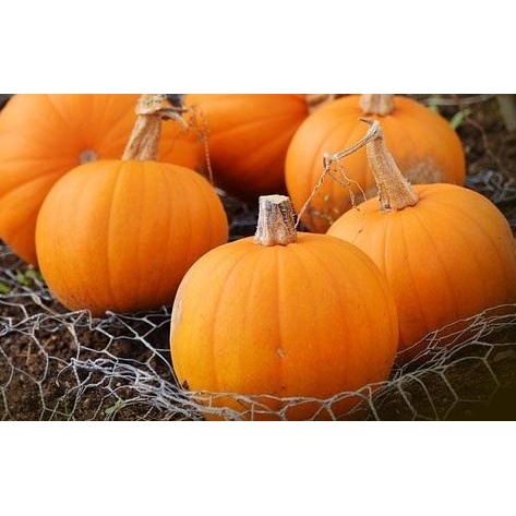 ✫ Benih-Bibit Labu Kuning Golden Mama 35 (BISI) ♣