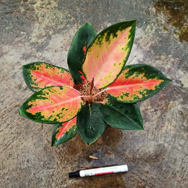 Aglaonema khocin paramuai merah /Aglonema khocin paramuai merah / Aglonema khocin paramuai merah (Ta