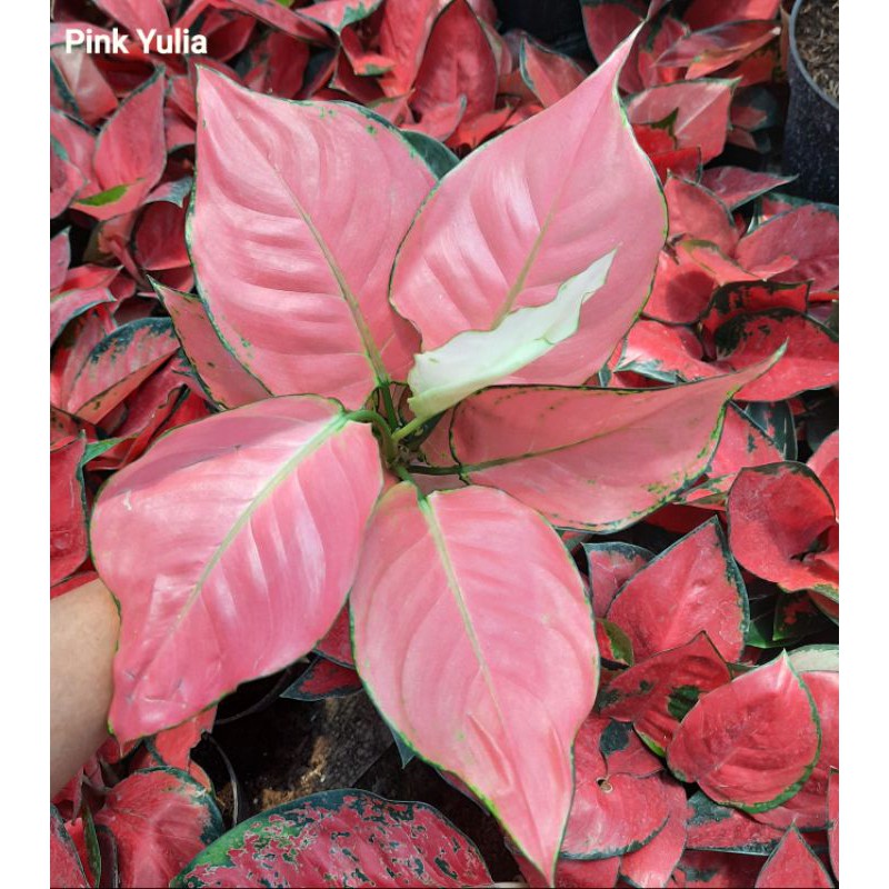 Aglonema Pink yulia