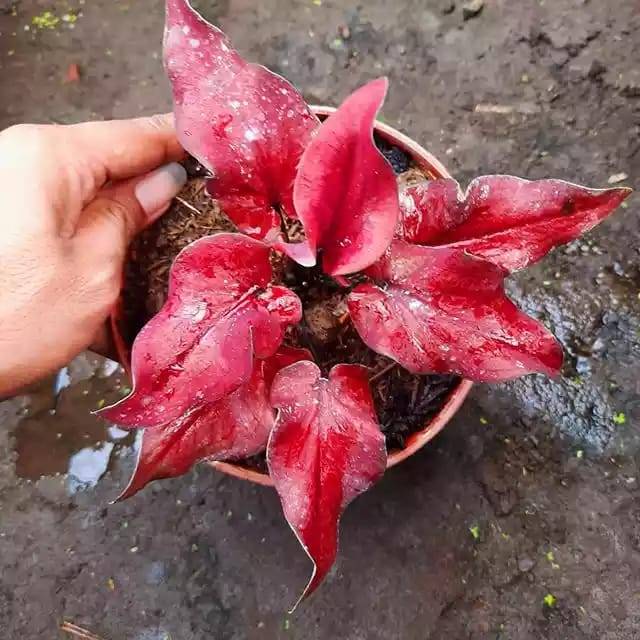 Keris Merah Caladium Keladi Kaladi Caladium Import Thailand Talas Lompong Tanaman Hias Bunga Hias Shopee Indonesia