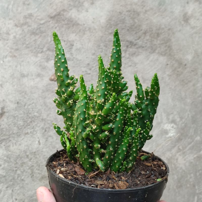Kaktus ownroot cylindriopuntia medium /Monacantha