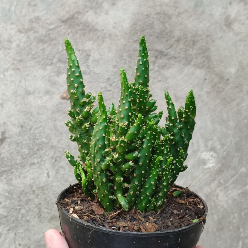 Kaktus ownroot cylindriopuntia medium /Monacantha