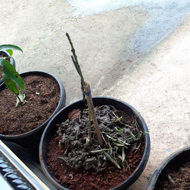 Bibit Mangga Alpukat