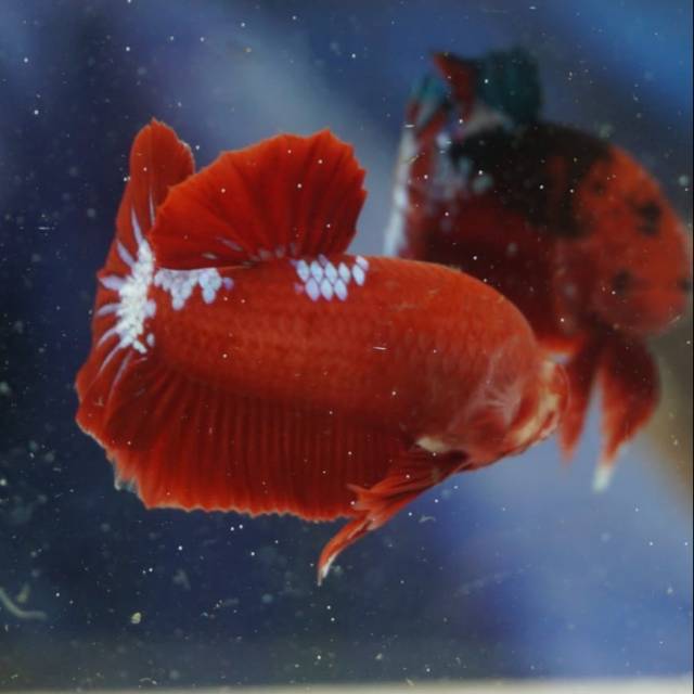 Ikan Cupang Hellboy