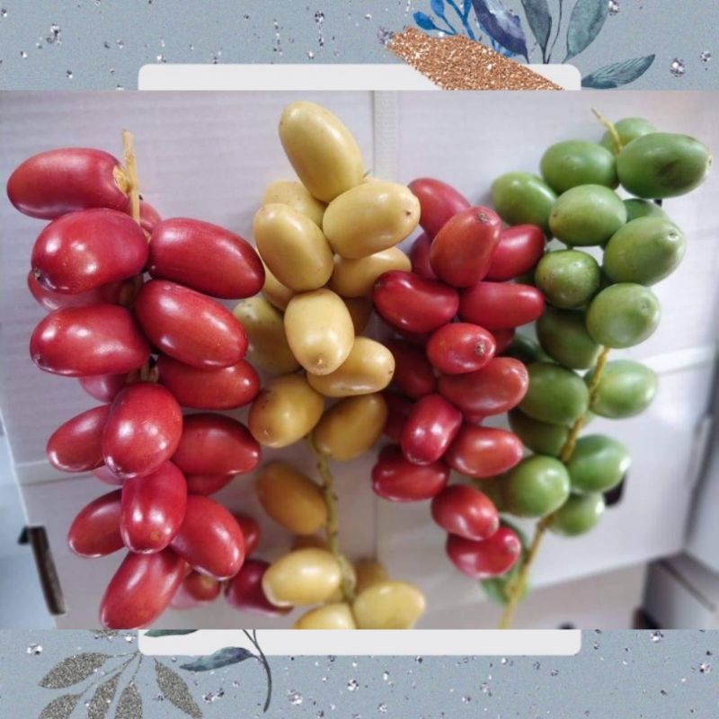 

READY JUNI JUL AGUST 2023 (TIDAK MENERIMA COD) KURMA MUDA MEDAN MURAH / KURMA MUDA ENAK / KURMA MUDA PROMIL