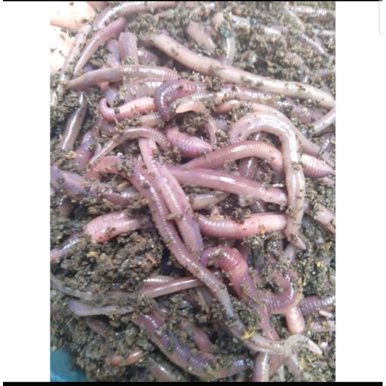 Cacing tanah merah ANC ½ Kg. 500gr